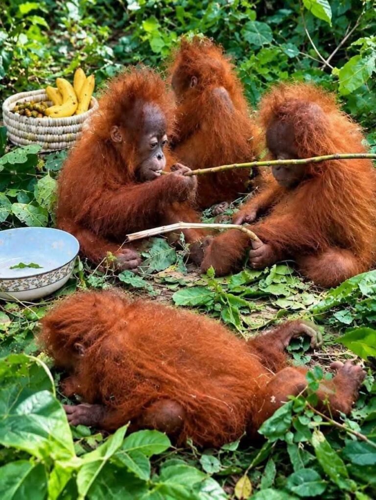 Orangutan Mystery Deepens in Odisha Forest; Wildlife Crime Angle Under Scanner