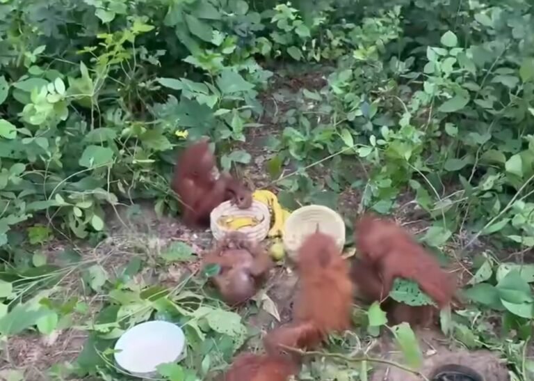 Mystery Deepens in Balasore Forest as Five Unidentified Animals Spotted in Bhogarai