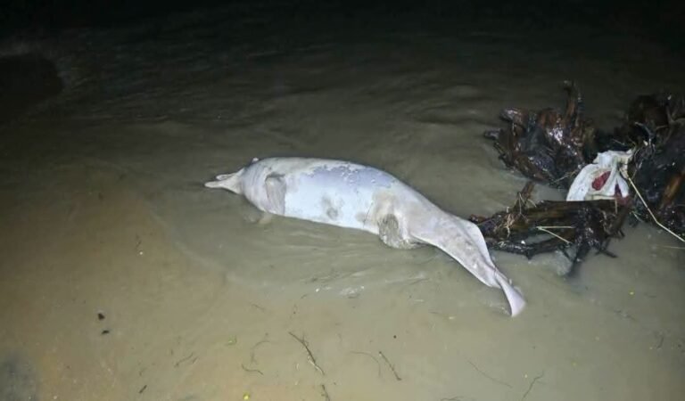 Second Dolphin Found Dead Along Balasore Coast in Two Days