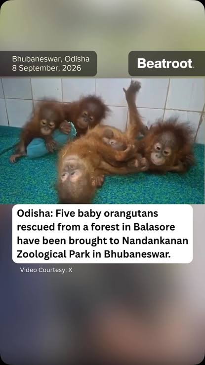 Five Orangutans to Spend a Month in Quarantine After Balasore Rescue