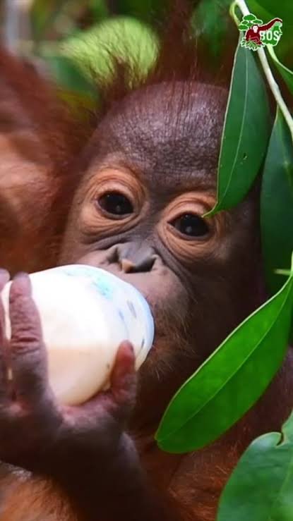 Rescued Orangutans Settle Into Nandankanan, Enjoy Fruits and Milk